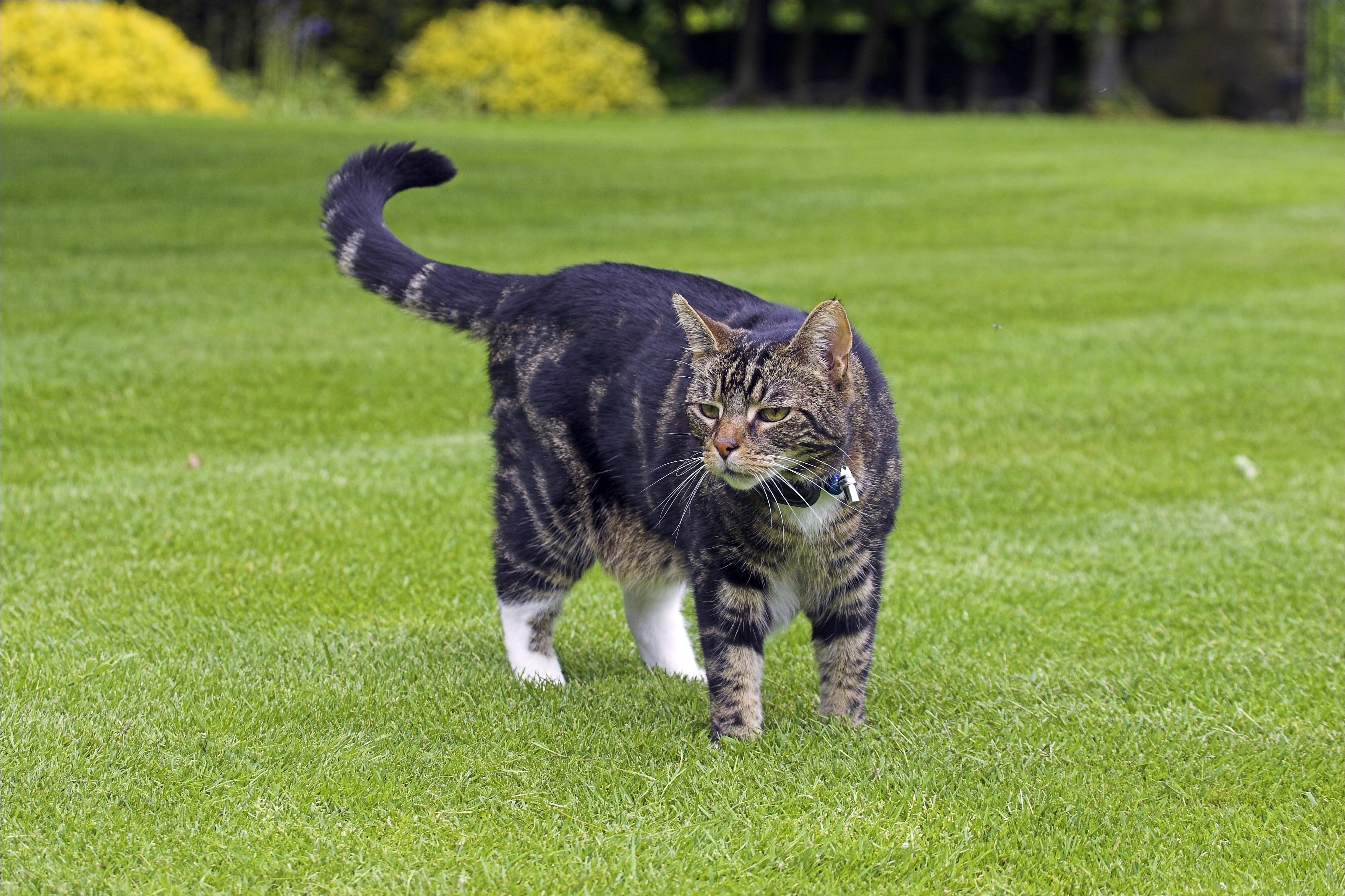 Affordable cat hot sale fence